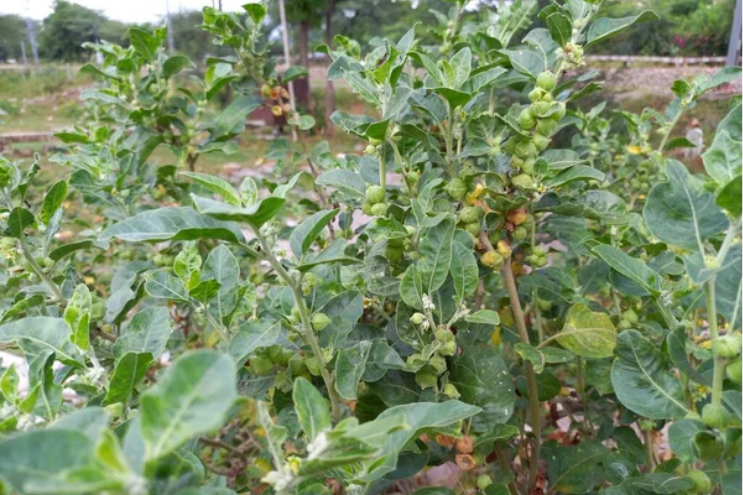 Organic ashwagandha farm field (Withania somnifera) with dense green plants in rows, Rajasthan or Madhya Pradesh cultivation