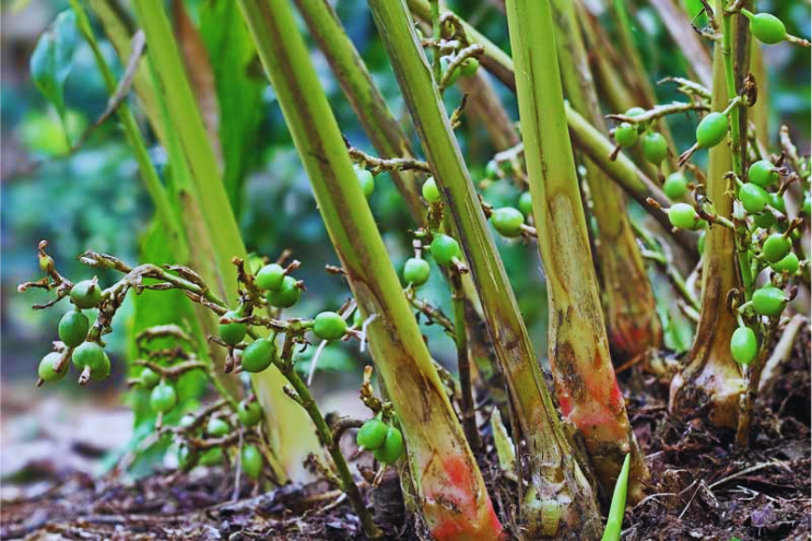 Green cardamom pods opened with seeds for Indian chai, biryani and sweets