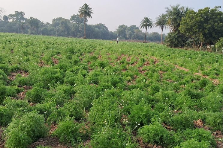 Chamomile Field with sampling – Matricaria chamomilla