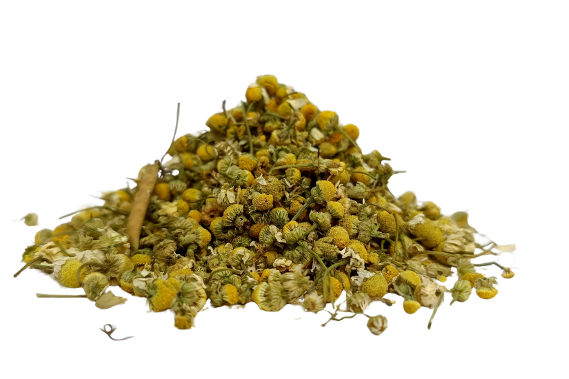 Fresh chamomile flowers Matricaria chamomilla – herbal tea flower