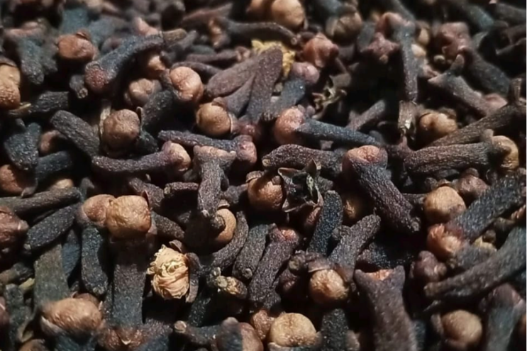 Whole dried cloves (Syzygium aromaticum) pile on white background