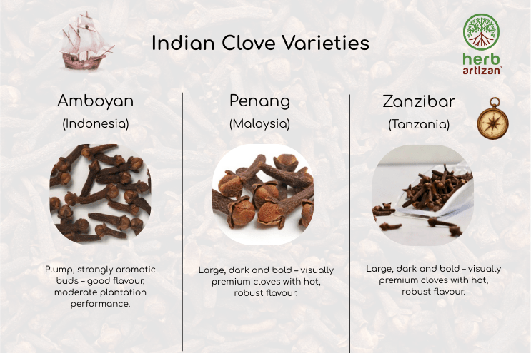 Cloves (Lavanga) – Whole Dried Syzygium aromaticum
