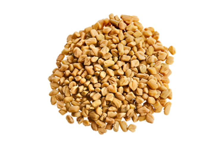 Trigonella foenum-graecum – Ayurvedic methi