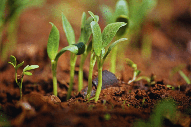 Methi Seeds – Ayurvedic Digestive & Blood Sugar Support