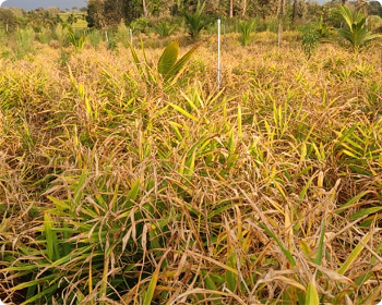 Harvest and crop rotation infographic for Ayurvedic medicinal plants