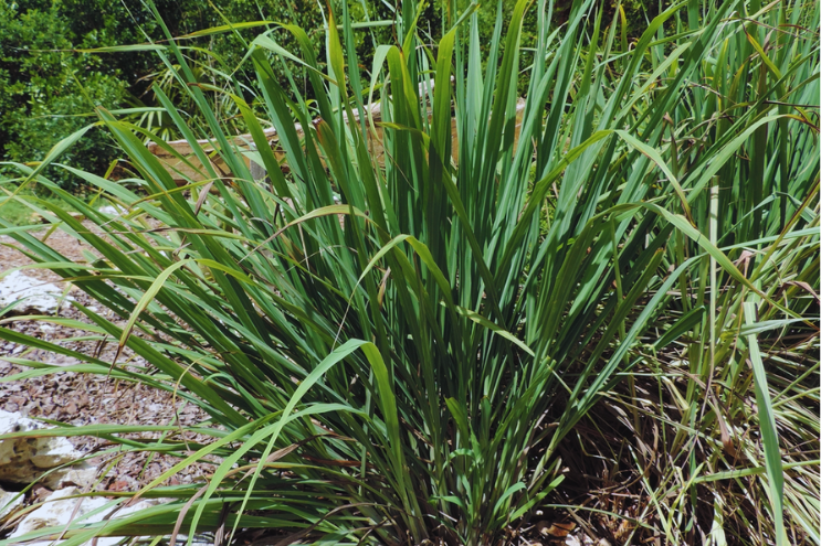 Fresh Lemongrass – Cymbopogon citratus Whole Stalks