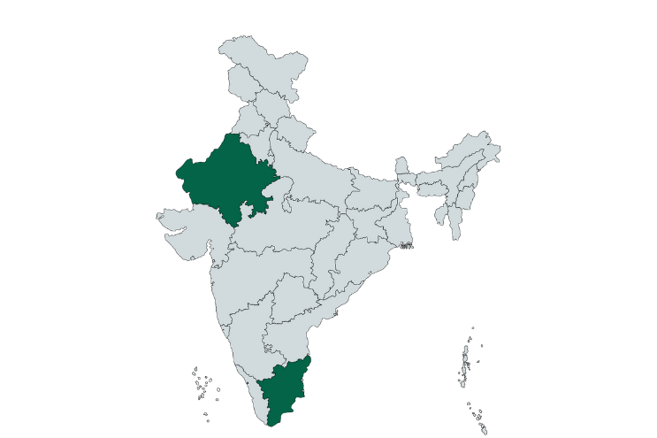 Senna Plant – Senna alexandrina