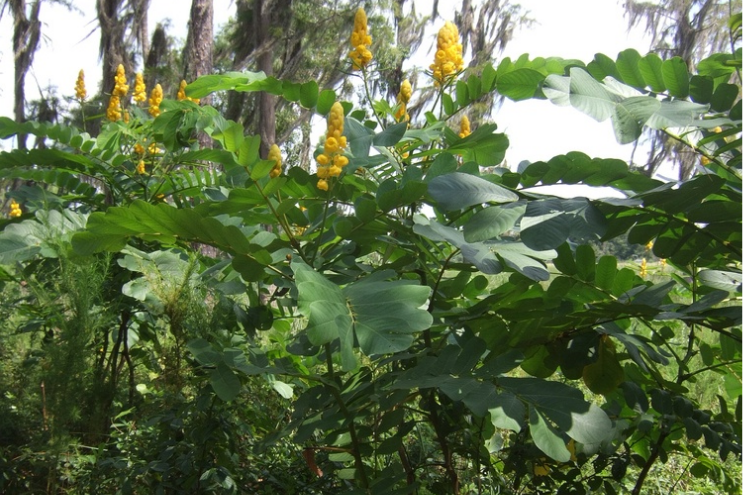 Senna plant Senna alexandrina – Ayurvedic swarnapatri for constipation relief