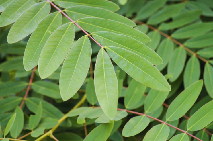 Fresh senna plant Senna alexandrina with leaves