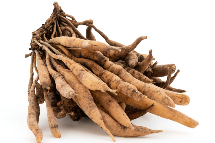 Shatavari plant (Asparagus racemosus) with feathery green foliage, white flower spikes, and tuberous roots in soil