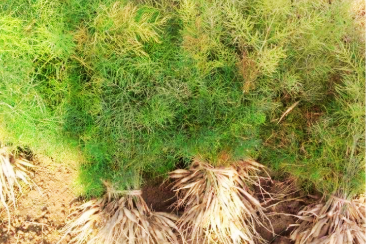 Asparagus racemosus Shatavari plant with phylloclades, white flowers, and tuberous roots