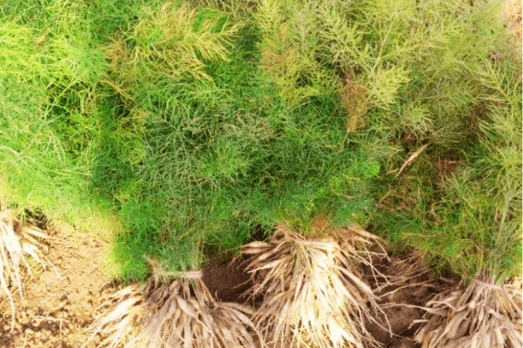 Asparagus racemosus Shatavari plant with phylloclades, white flowers, and tuberous roots