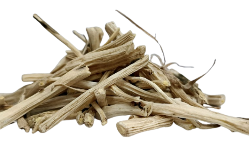Shatavari root pieces Asparagus racemosus – Ayurvedic tonic herb