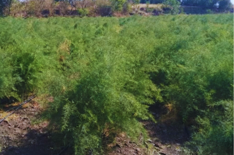 Shatavari Asparagus racemosus plant showing roots and flowers – Ayurvedic women's tonic