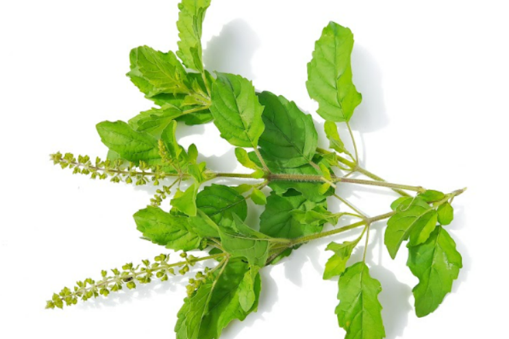 Tulsi holy basil Ocimum sanctum plant with leaves and flowers – Ayurvedic adaptogen