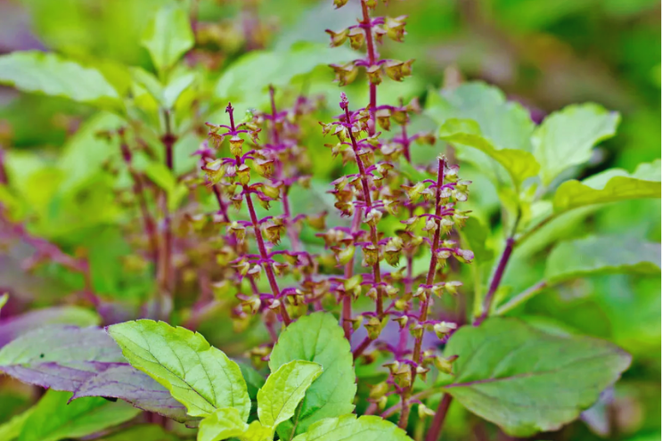 Sacred Tulsi plant Ocimum sanctum with leaves and flowers – holy basil in Hinduism
