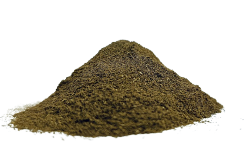 Sacred Tulsi (Holy Basil) – Ocimum sanctum Plant & Blossoms