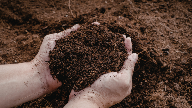 Hands holding dark soil