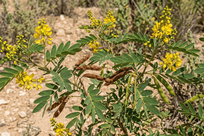Fresh senna plant (Senna alexandrina) with green leaves and yellow flowers
