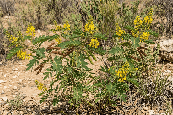 Senna plant Senna alexandrina – Ayurvedic swarnapatri for constipation relief