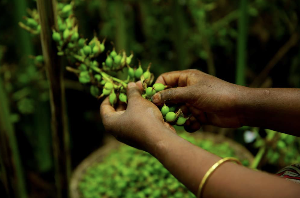 A worker's hands picking green cardamom pods from the plant, with a basket of pods below