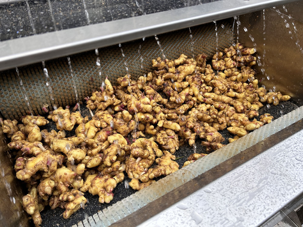 Fresh ginger rhizomes under water sprays in a stainless steel washing machine